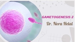 Gametogenesis 2 spermatogenesis amp seminal fluid [upl. by Mansur]