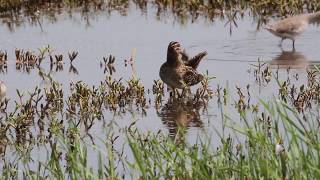 BECASINA acicalándose Wilsons Snipe Gallinago delicata Especie MIGRATORIA [upl. by Iroj330]