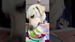 Lets watch Kikos delicious food  Doglife Ep16 dog doglover doglife puppy puppies pets fyp [upl. by Lehcim]