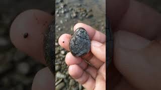 turtle stone  finds rocks like a turtle naturalgems healingcrystals rocks healingstones rock [upl. by Aras]