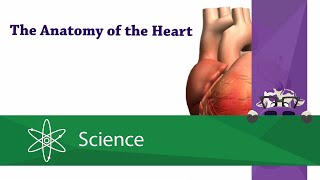 Anatomy of the Heart [upl. by Tomkiel]