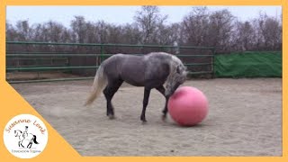 Agility para Caballos Potro Amoroso jugando con la pelota grande para caballos parte 2 [upl. by Atilemrac]