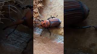 Insecto invasor picudo rojo de la palmera [upl. by Kila]