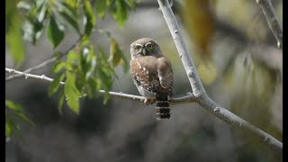 Aurorita Canto  Glaucidium brasilianum  Tecolote El Salvador 2023 [upl. by Nosirrah]