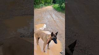 Malinois e Pastor alemão fazendo trilha explore trilha pets [upl. by Nylauqcaj]