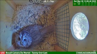 LIVE  Tawny Owl Bosuil  Forest of De Mortel [upl. by Ellerol]