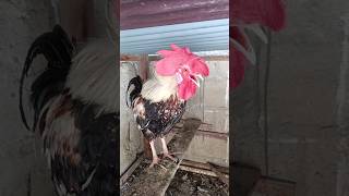 Adorable Rooster Crowing Loudly  Amazing Rooster Crowing Sounds 🐓 shorts [upl. by Llirrem]