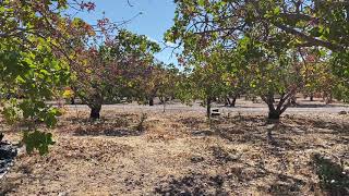 Pistachios  How we harvest and Process them [upl. by Rocco]