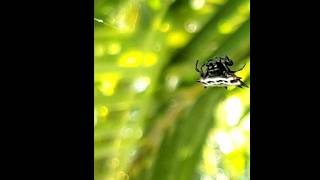 Spiny orb weaver spider 11124 Mexico [upl. by Araminta]