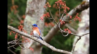 Adorable Blue Birds and Friends of Pleasant Valley wildlifephotography birds bluebirds [upl. by Aznarepse]