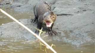 Giant Otter of the Amazon being noisy [upl. by Annadiana16]