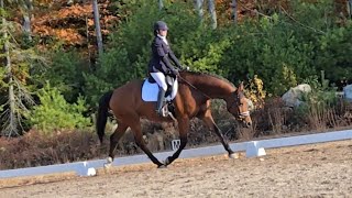 Kestrel Meadowbrook warm up stretchy trot [upl. by Anerual]