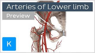 Overview of the lower limb arteries preview  Human Anatomy  Kenhub [upl. by Ericka]