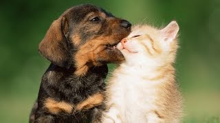 Puppies Playing With Kittens Compilation 2014 NEW [upl. by Clark]