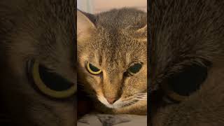 Ginza the Chausie cat cute chausie [upl. by Aymer873]