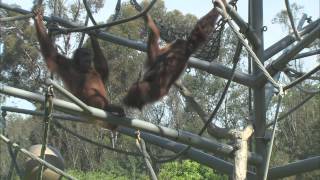 Orangutans amp Siamangs [upl. by Amihsat282]