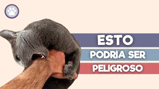 ¿Tu GATO ataca tus manos y pies  Ten CUIDADO 😱 [upl. by Gierk]