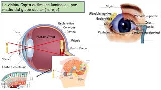 Conceptos básicos de los órganos de los sentidos [upl. by Bogart]