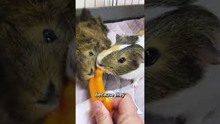 Guinea Pig Sounds Purring amp Body Language Explained🔊shots  GuineaDad School [upl. by Aruabea]