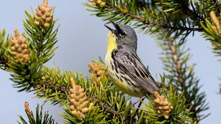 Kirtlands Warbler Song [upl. by Natanoy542]