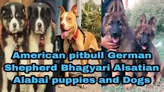 American pitbull Bhagyari Alsatian German Shepherd Alabai Dogs and puppies 03139393944 [upl. by Oulman460]