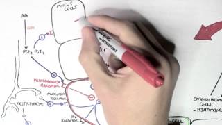 Gastric Acid Physiology Secretion Ulcers Acid Reflux and Treatment [upl. by Meilen]