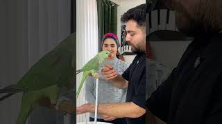 آموزش دست آموز کردن طوطی  کپشن مهم طوطی lovebirds عروسهلندی parrot گرینچیک trainedparrot [upl. by Ecirtnom]