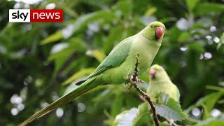 Why do parakeets live in the UK [upl. by Marsha604]