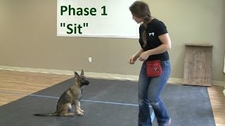 How to Train a Dog to quotSitquot K91com [upl. by Hawker]