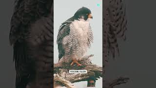 Falcon bird shortvideo ytshorts birds [upl. by Ecilayram526]