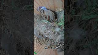 Tree Sparrow Vanishes Into Its Nest sparrow nest bird birdslover birdsounds birdcommunity [upl. by Arataj402]