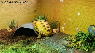 Trunky the Horsefield Tortoise happy life cute pet veronikakoleva2372 [upl. by Inuat]