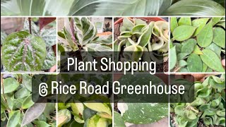 Plant Shopping  Rice Road Greenhouses  house plants hanging baskets succulents and more ￼ [upl. by Yggep]