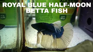 Royal Blue Halfmoon Betta Fish  Halfmoon Betta Fish  Blue Jumping Betta Fish  Betta Breeding [upl. by Yablon]