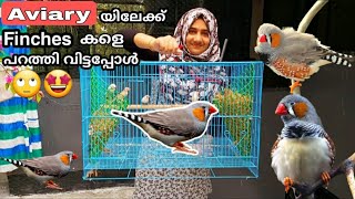 Aviary യിലേക്ക് Finches നെ തുറന്ന് വിട്ടപ്പോൾ Finches Birds malayalamFinches bird malayalamFinches [upl. by Nagiam]