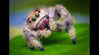 Phidippus Jumping Spider Kawaii  Phidippus Regius  soroa [upl. by Uel]