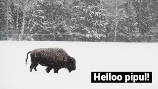 Nearly extinct animals Bison park near St Petersburg [upl. by Vudimir540]