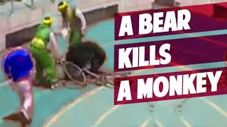 CHINA a Bear kills a Monkey in Bicycle Race in a ZOO [upl. by Massey]