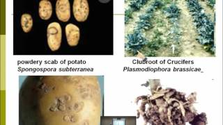 Lecture 12  Disease caused by Plasmodiophoromycetes  Dr Rana Samara [upl. by Ahsinan]