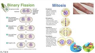 Binary Fission vs Mitosis [upl. by Ehud]