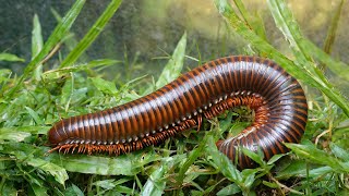 Giant millipede moves place [upl. by Jobe567]