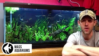 COMMON PLECO in the PLANTED TANK Avoid it and SAVE your self the trouble [upl. by Dor]