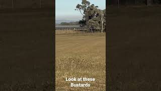 These bustards Australian Bustard birds solarfarm [upl. by Anaej]