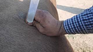 Needle trocarization for relieving bloat in cattle [upl. by Suivatnom]