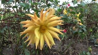 DAHLIA GOLD CROWN 2023 [upl. by Helyn]