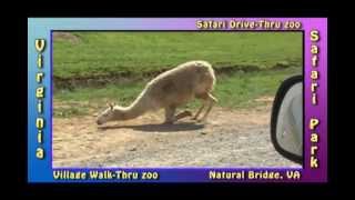 Virginia Safari Park Drive Thru feeding animals part 1 [upl. by Halpern230]