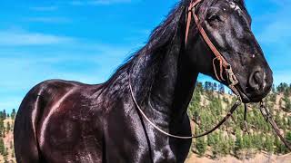 2025 Cody Horse Sale consignment Ben Monk “Tom” [upl. by Caputto221]