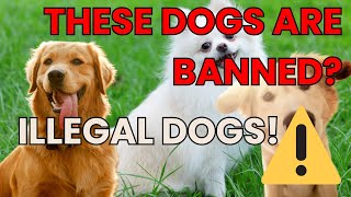 Banned and Dangerous 10 Dog Breeds You Can’t Own [upl. by Keg48]