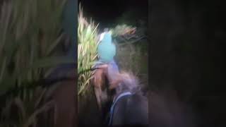 Coon hunting off jumping Mulescoonhunting horse [upl. by Anidal]