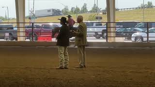 MGN Ranch horse THE Morgan show in OKC [upl. by Ifok]